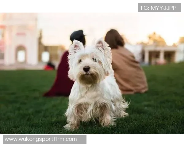 小杨冷遇不必焦虑贝利表现平平马卢阿奇出场有限首轮新秀机会稀缺